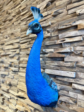 Blue Peacock 🦚