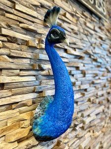 Blue Peacock 🦚