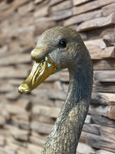 Gold Swan 🦢